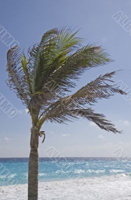 Palm Tree on Beach