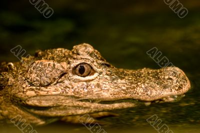 Alligator`s gypnotic eyes