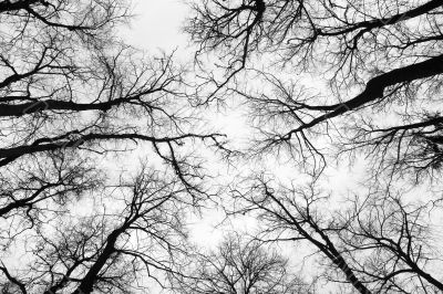 Trees in the winter Trees in the winter