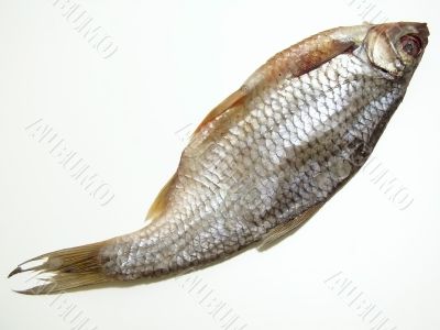 One dry fish