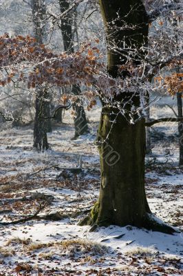 Branches covered in snow