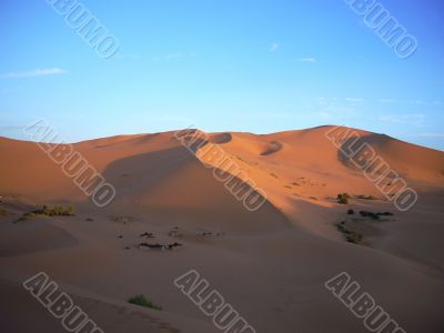 Desert