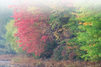 Autumn Foliage and Fog