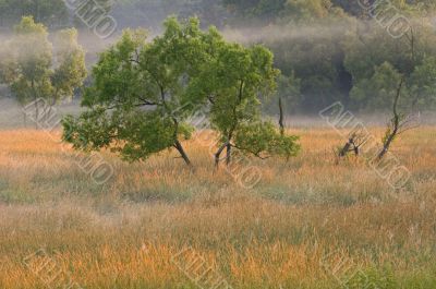 Foggy Meadow with Golden Grasses