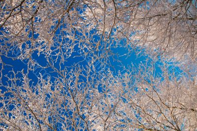 Winter in Holland