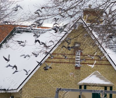 Flying flock of pigeons 2
