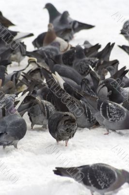 Pigeons with finding eating into snow 3