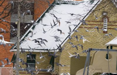Flying flock of pigeons