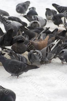 Pigeons with finding eating into snow 2