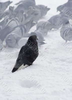 Pigeons with finding eating into snow 1