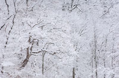 Snow Flocked Trees