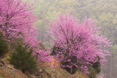 Red Bud in Bloom