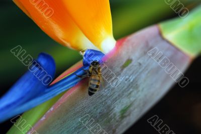 Insect feeding on Flower Bird Of Paradise Strelitzia reginae