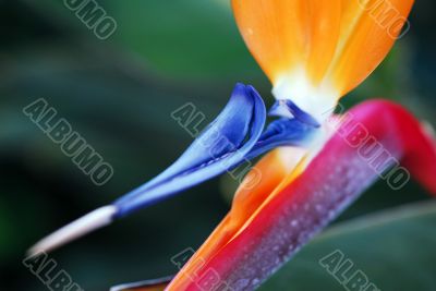 Flower Bird Of Paradise Strelitzia reginae