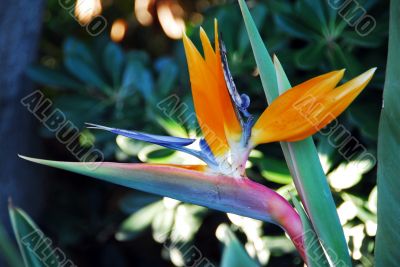 Flower Bird Of Paradise Strelitzia reginae