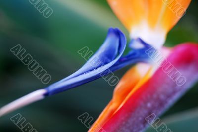 Flower Bird Of Paradise Strelitzia reginae