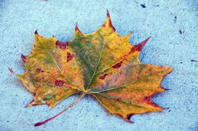 Canada Maple Leaf Fall Season