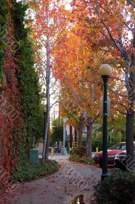 Leaf Fall Season Maple