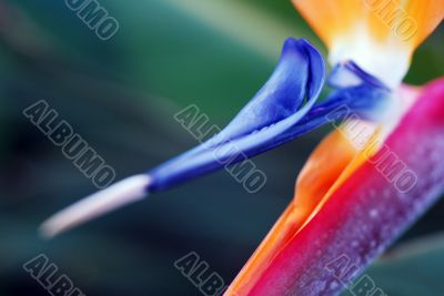 Flower Bird Of Paradise Strelitzia reginae