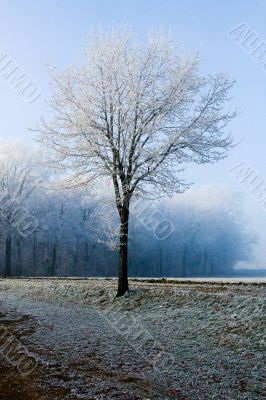 Winter landscape single tree at forest border