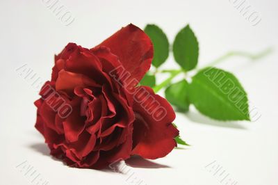 Liegende Rose