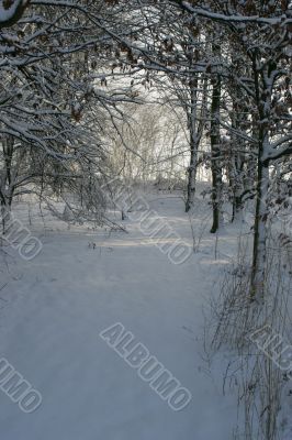 Snowcovered trees