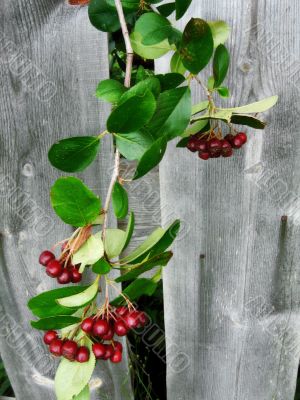 berries and fence