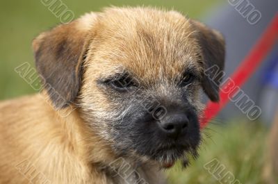 Border terrier