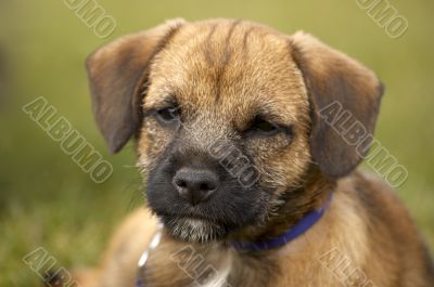 Border terrier