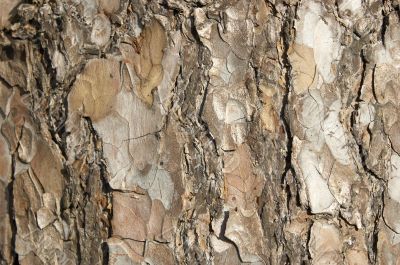 Bark