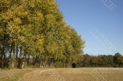 Autumn trees
