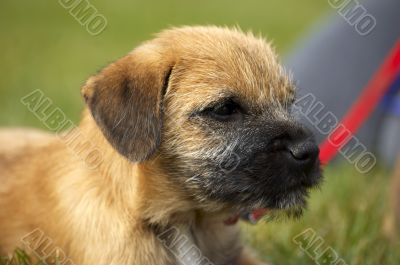 Border terrier