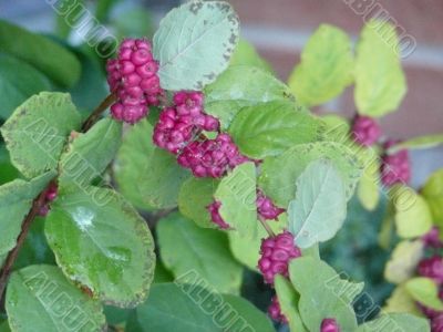 Purple Berries