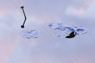 Bullhead Lily and Reflections