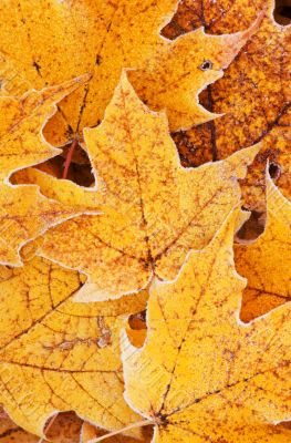 Frosted Maple Leaves