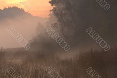 Marsh at Dawn