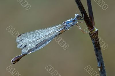 Dew Covered Damselfly