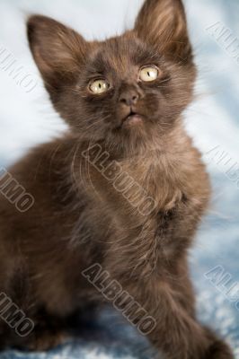 Curious kitten Curious kitten