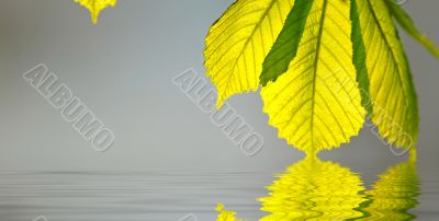 green leaves in water green leaves in water