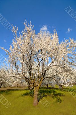 plums in  garden