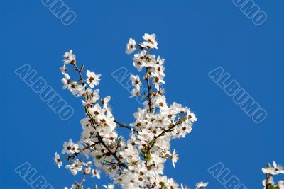 flowers plums, sky