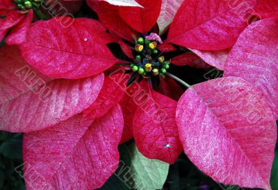 Poinsettia Red Flowers on Christmas