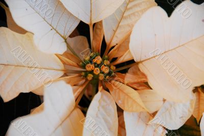 Poinsettia White Flowers on Christmas