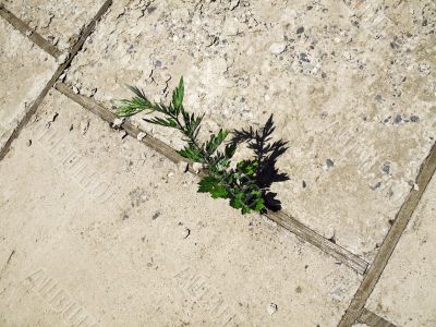grass, wood, concrete grass, wood, concrete