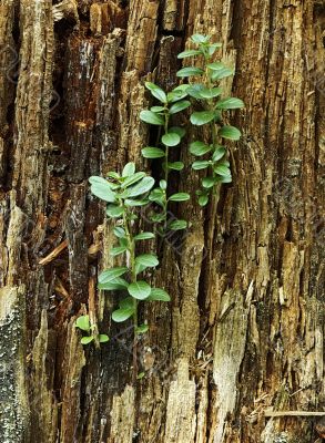 wild forest wall