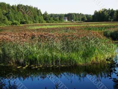 river, bulrush, house