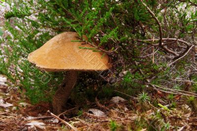 timber mushroom