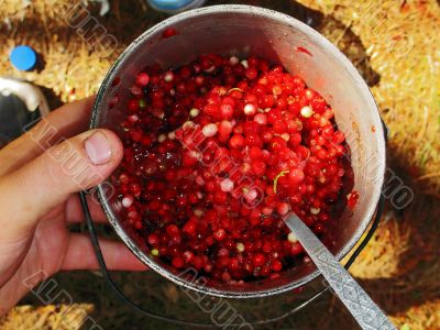 forest berries