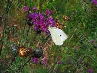 summer, meadow, white butterfly summer, meadow, white butterfly