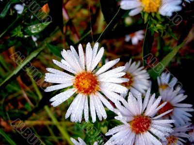 Daisy Fleabane
